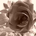 #róża #sepia