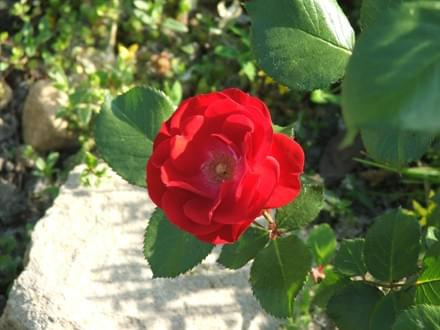 Różyczka #czerwony #kwiat #róża #zyzio