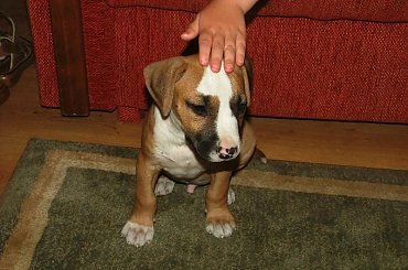 Bandzior #2. #amstaff