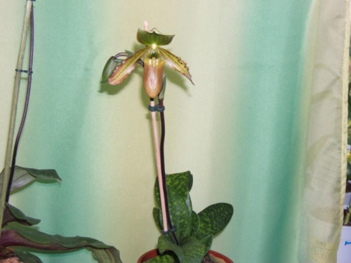 Paphiopedilum