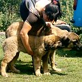 Heba i Julie, leonberger #psy