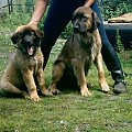 Heba i Julie, leonberger #psy