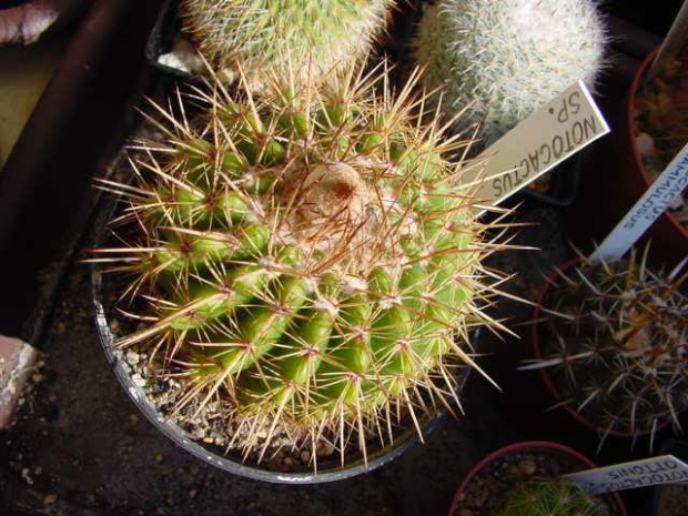 Notocactus Sp.