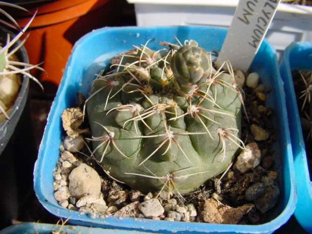 Gymnocalycium baldianum